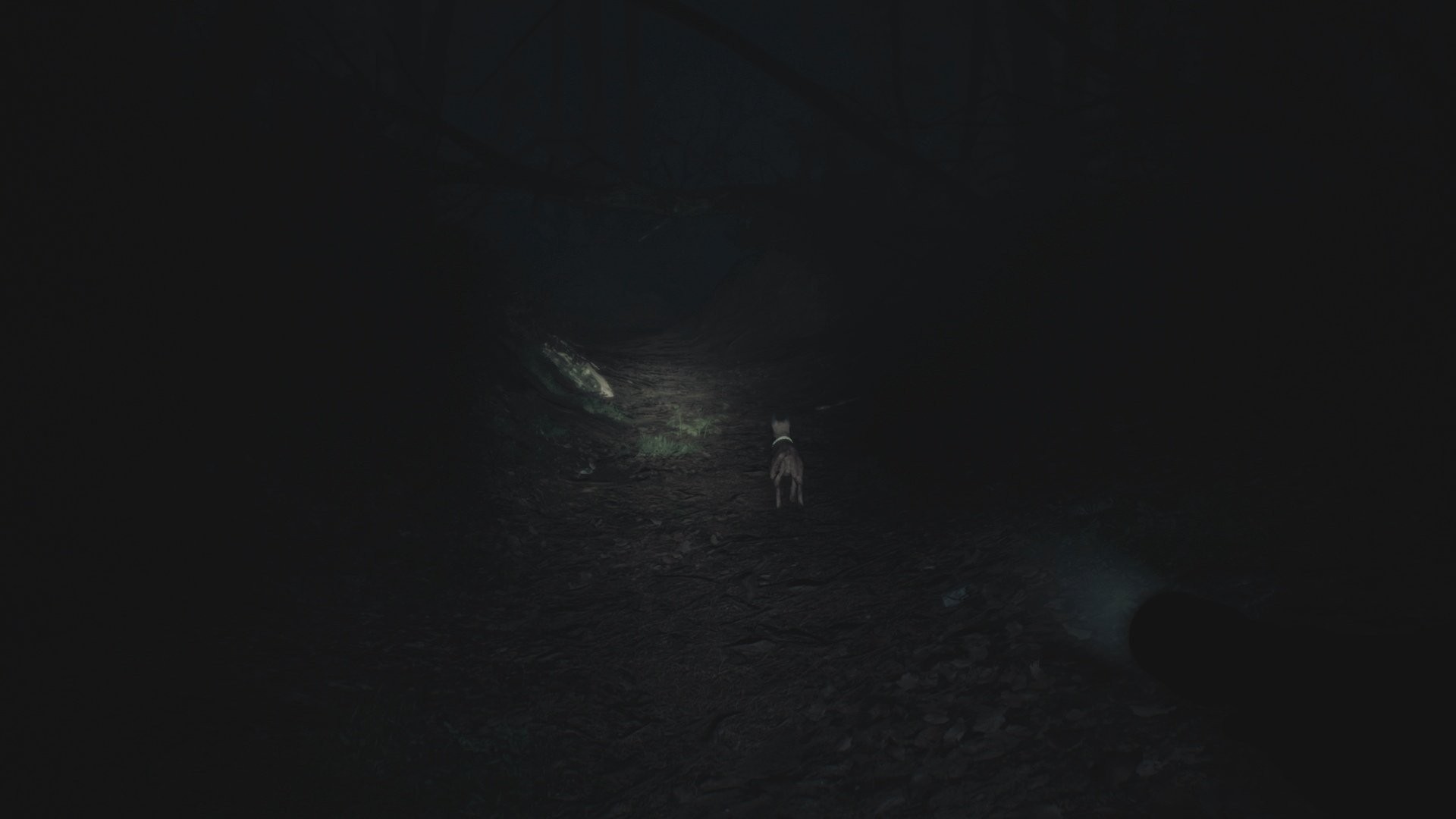 Blair Witch - Imagen 16